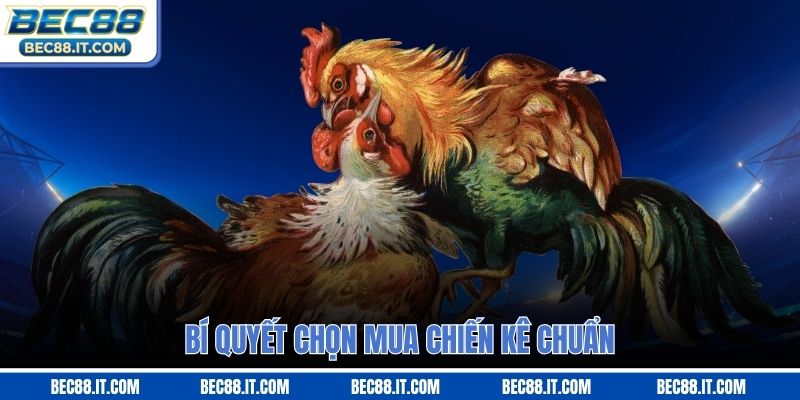 Bí quyết chọn mua chiến kê chuẩn